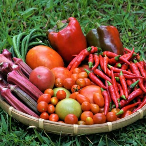 Memories, Realities, and Garden Adaptation